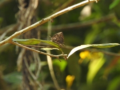 Thaduka multicaudata