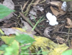 Leptosia nina