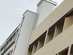 Acridotheres javanicus