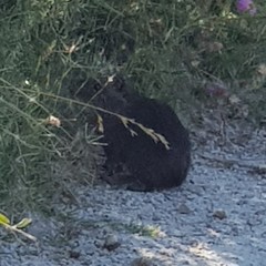 Cavia