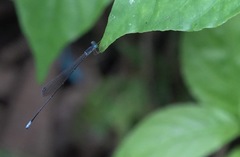 Teinobasis samaritis