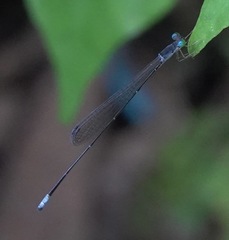 Teinobasis samaritis
