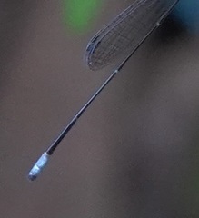 Teinobasis samaritis