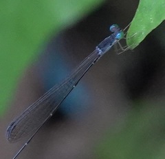 Teinobasis samaritis
