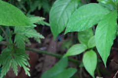 Teinobasis samaritis