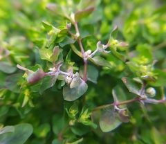 Podosphaera euphorbiae