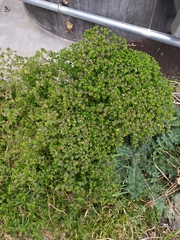 Podosphaera euphorbiae