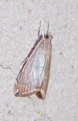 Trischistognatha pyrenealis