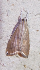 Trischistognatha pyrenealis