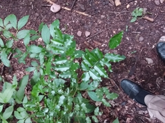 Myroxylon peruiferum