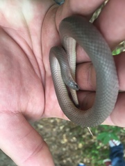 Virginia valeriae elegans