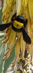 Xylocopa pubescens