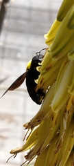 Xylocopa pubescens