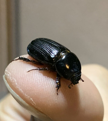 Semanopterus