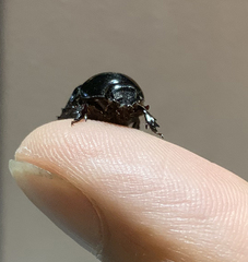 Semanopterus