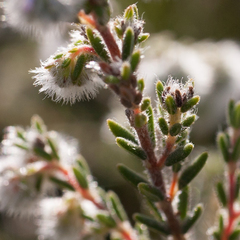 Erica eriocephala