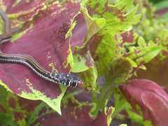 Xenochrophis vittatus