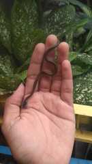 Xenochrophis vittatus