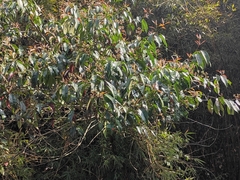 Osmanthus matsumuranus