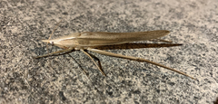 Pseudorhynchus lessonii