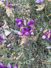 Lathyrus brachycalyx