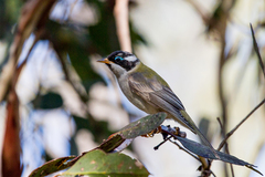 Melithreptus gularis