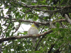 Cyclarhis gujanensis