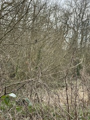 Prunella modularis occidentalis