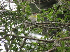 Cyclarhis gujanensis