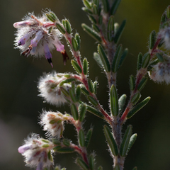 Erica eriocephala