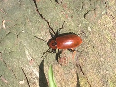 Strongylium hoepfneri