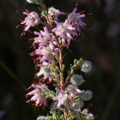 Erica eriocephala