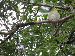 Cyclarhis gujanensis