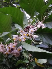 Solanum symmetricum