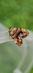 Choreutis metallica