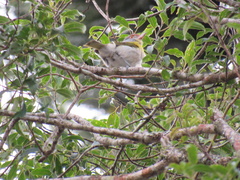 Cyclarhis gujanensis