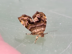 Choreutis metallica