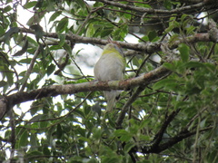 Cyclarhis gujanensis
