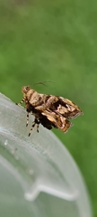 Choreutis metallica
