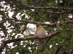Cyclarhis gujanensis