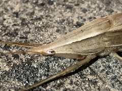 Pseudorhynchus lessonii