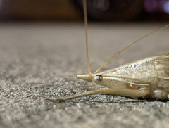 Pseudorhynchus lessonii