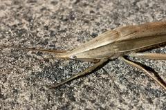 Pseudorhynchus lessonii