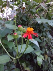 Pseudogynoxys benthamii