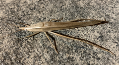 Pseudorhynchus lessonii