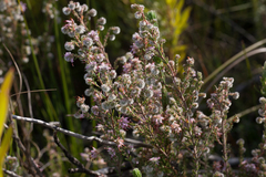 Erica eriocephala