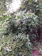 Solanum symmetricum