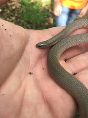 Virginia valeriae elegans