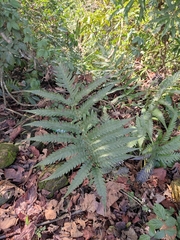 Woodwardia japonica
