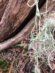Usnea articulata